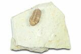 Paciphacops Trilobite - Black Cat Mountain, Oklahoma #362987-2